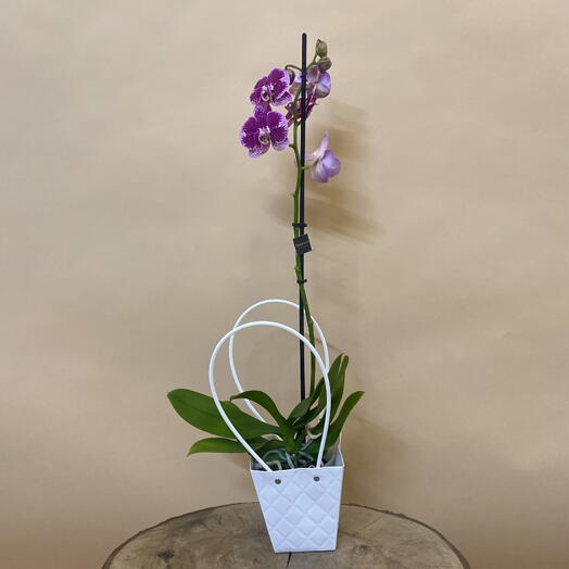 Комнатное растение Фаленопсис фиолетового цвета