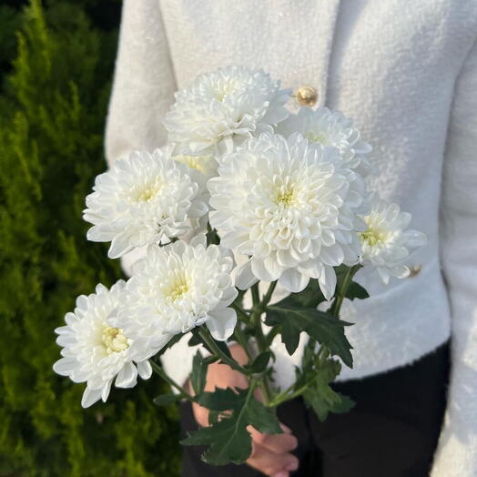 Хризантема кустовая белая