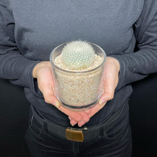 Седой кактус в стеклянном стакане с кварцевым песком