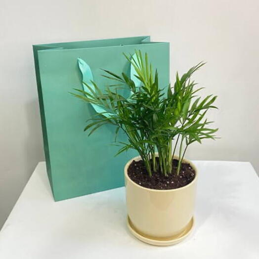 Planta de interior palma Hamedorea
