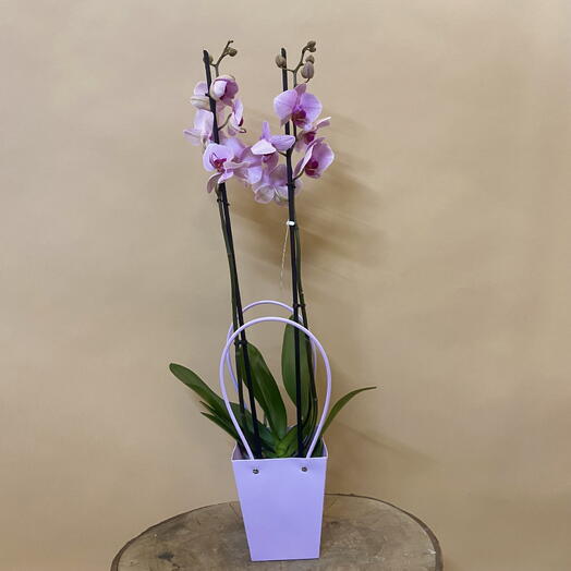 Клинатное настение Орхидея Фаленопсис сиреневого цвета