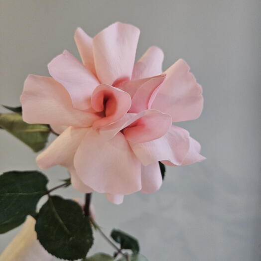 Роза французская