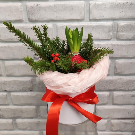 Гиацинт в воске в шляпной коробке Крас