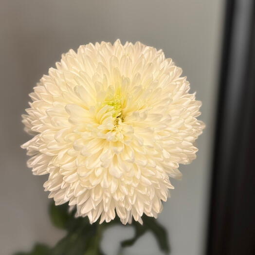 Хризантема одноголовая белая