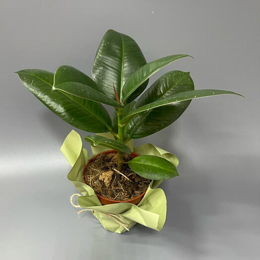 Комнатное растение Фикус Эластика