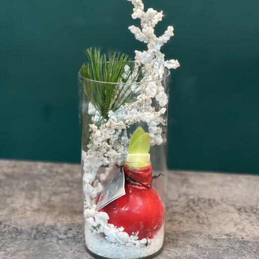 Композиция с луковицей Амариллиса