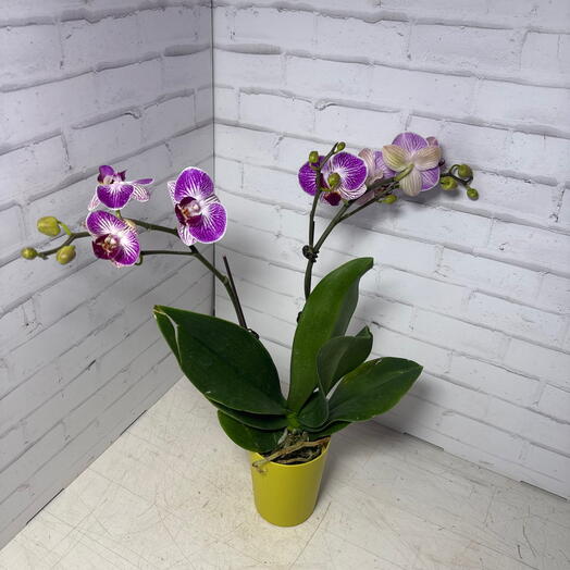 Орхидея (фаленопсис) 2ствола