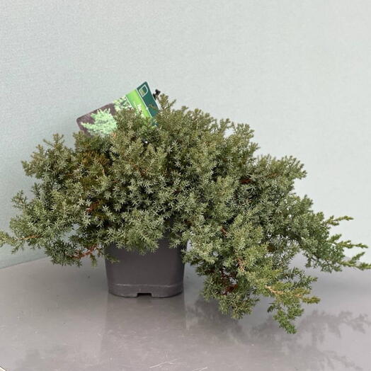 JUNIPERUS NANA  растение