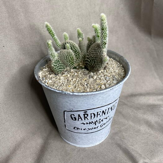 Кактус 🌵 мини