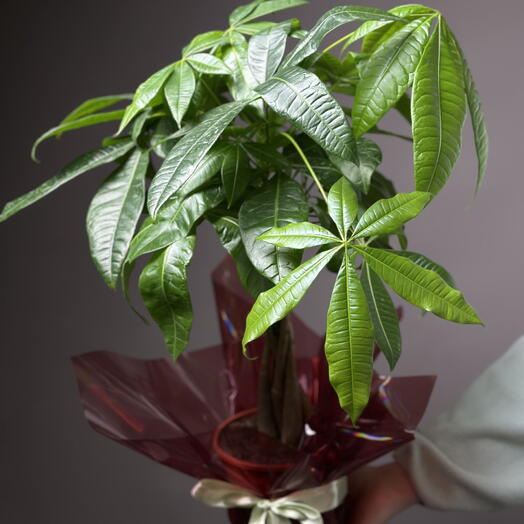 Комнатное растение Пахира Акватика d14см