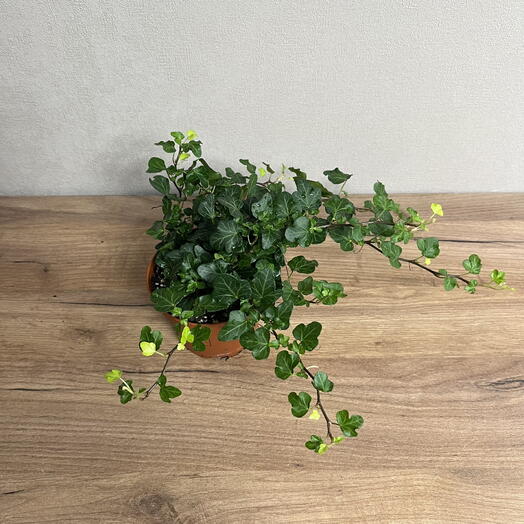 Хедера Вондер Плющ