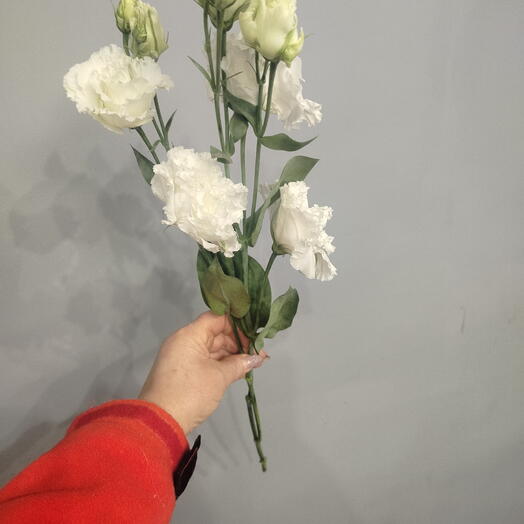 Лизиантус