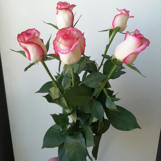 5 бело-розовых роз