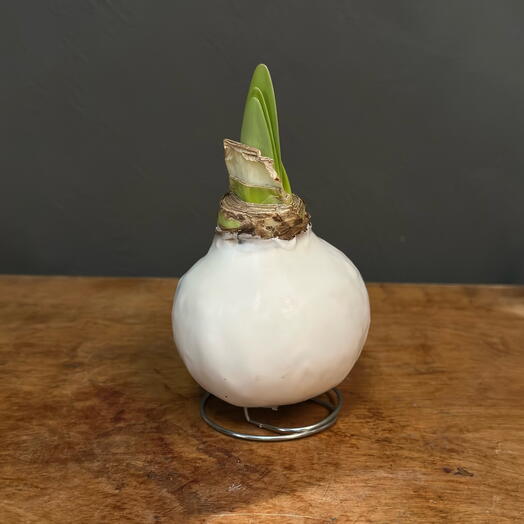 Луковица амариллиса в белом воске