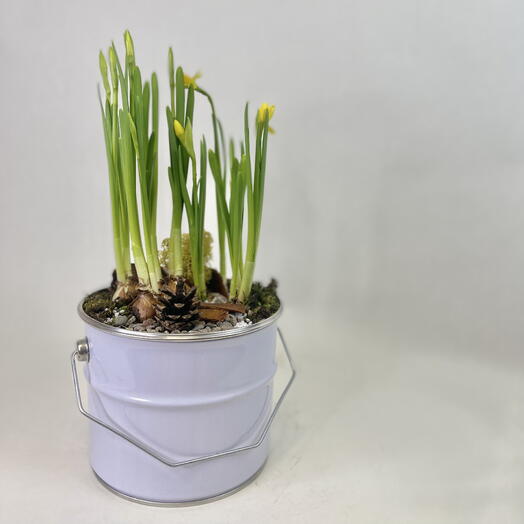 Нарциссы в ведре S