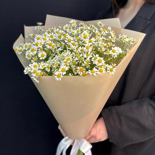 Монобукет 15 нежных Ромашек (Танацетум Камилла) в упаковке