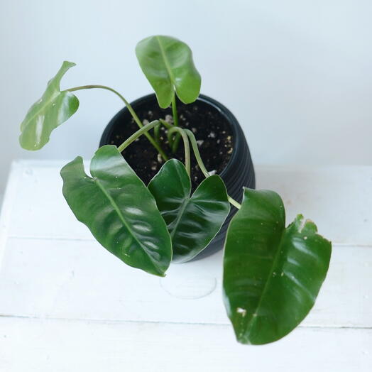 Филодендрон