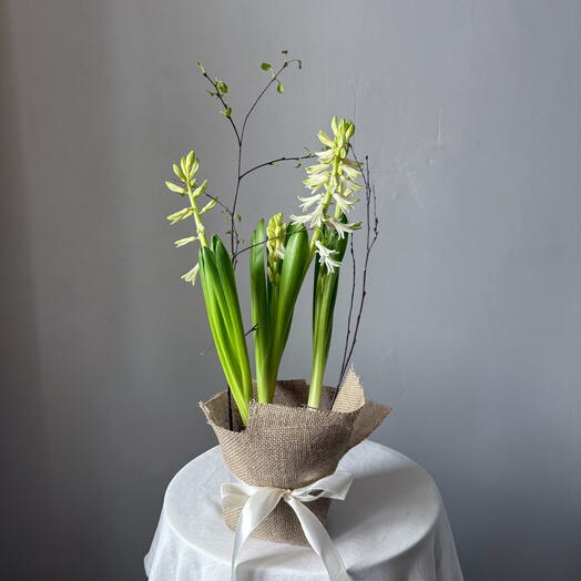 Цветущий гиацинт в стильном оформлении