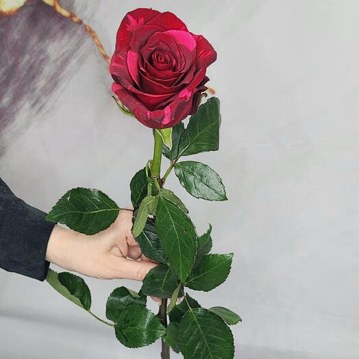 Роза Ред Пантера
