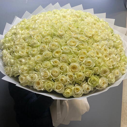 Букет из 301 белых роз