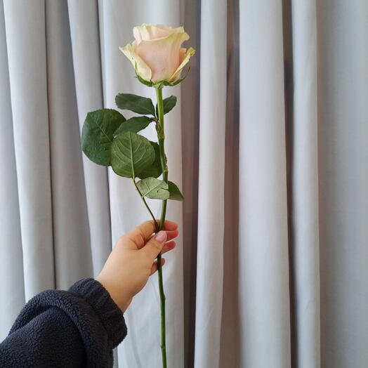 Роза 50 см нежная
