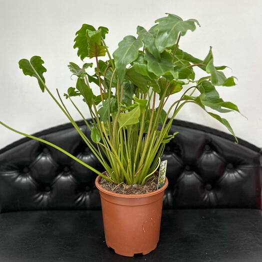 Комнатное растение Филодендрон Ксанаду