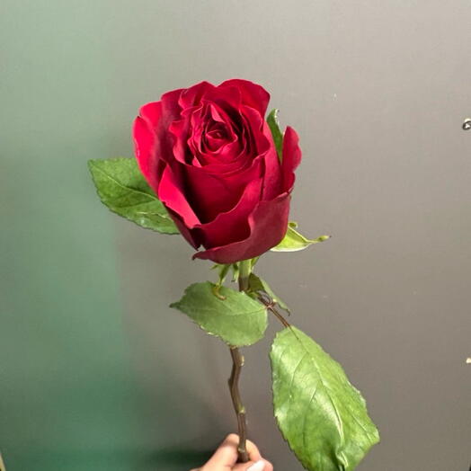 Роза Эксплорер🌹