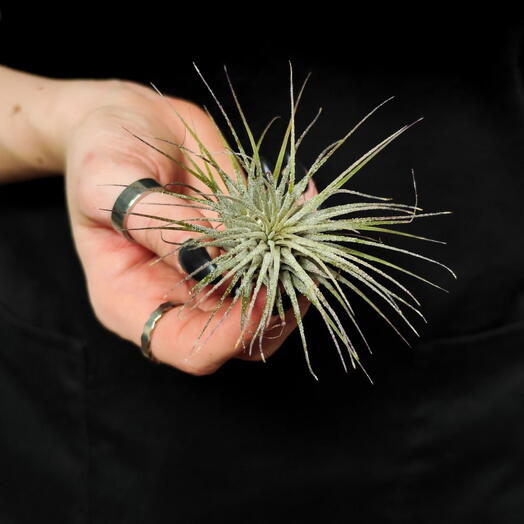 Тилландсия Ионанта Вайт (Tillandsia Ionantha White)