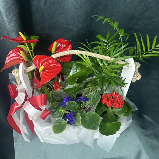🌿Композиция из комнатных растений