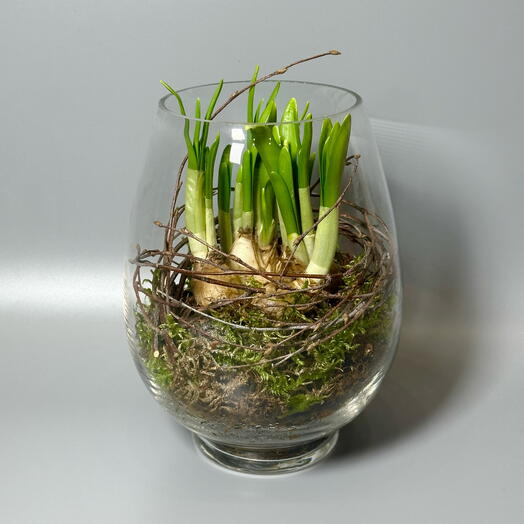 Композиция с луковичными нарциссами в стеклянной вазе S