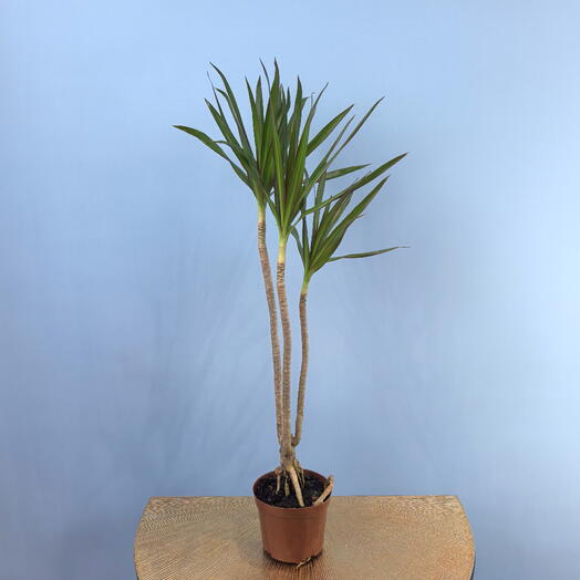 Драцена Маргината