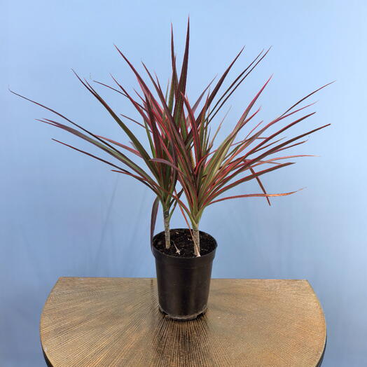 Драцена узколистная Seven Color Iron