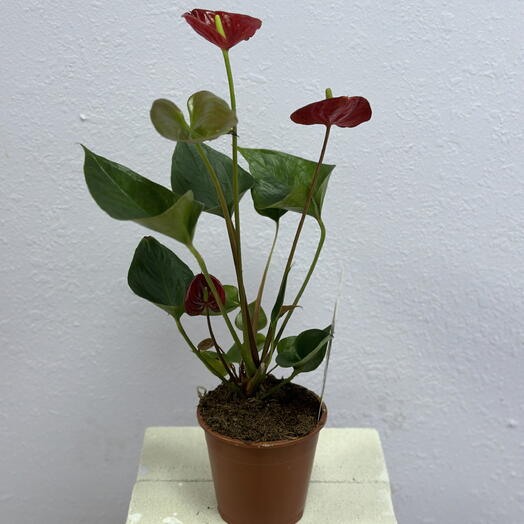 Антуриум Андреанум Хелло
Мерлот