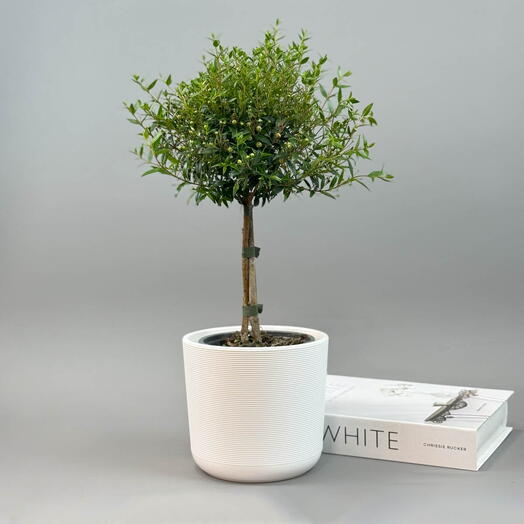 Мирт штамб Дерево Счастья высота 45см в кашпо