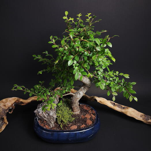 Дерево зелкова большой бонсай в керамическом кашпо