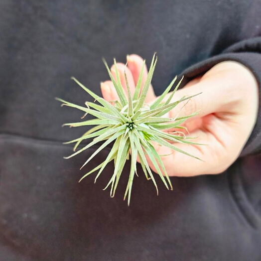 Тилландсия атмосферная. Tillandsia