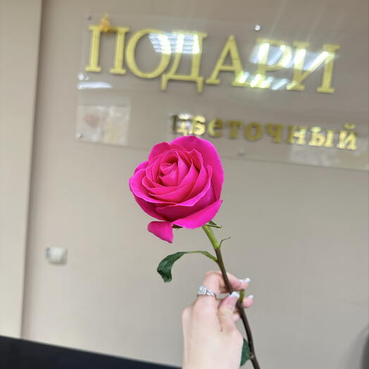 Роза розовая