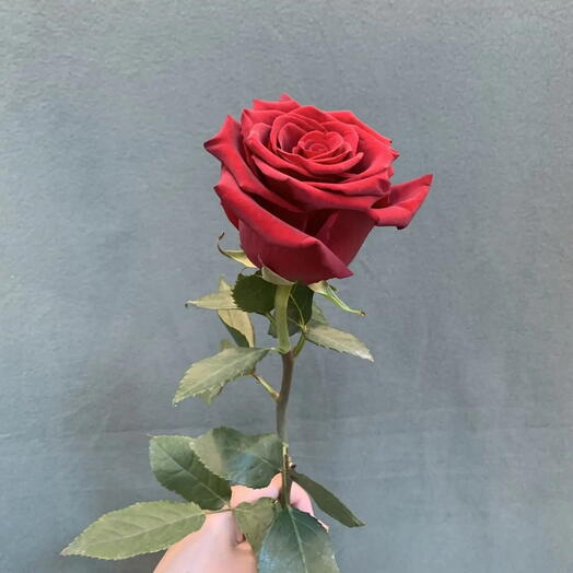 Роза красная 🌹