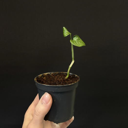🌿 Монстера Манки