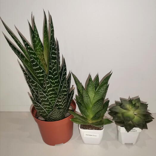 Набор суккулентов: Алоэ Тики Таки (Aloe Tiki Taki), Гастерия Тига, Эхеверия Пурпузорум
