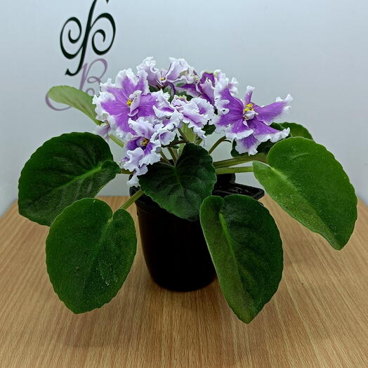 Фиалка (*50), сенполия