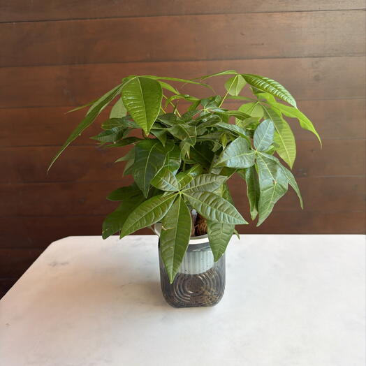 Комнатное растение «Пахира Little Forest Space Cup Three-Branch» горшок с автополивом
