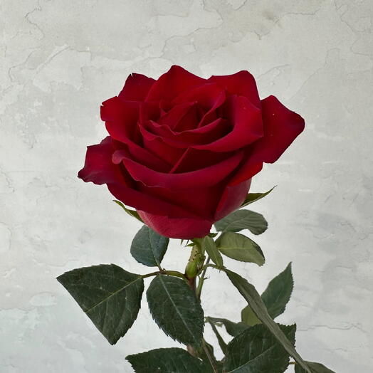 Бордовая Роза 🌹