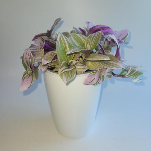 Традесканция (albiflora variegata Pink Hil)
