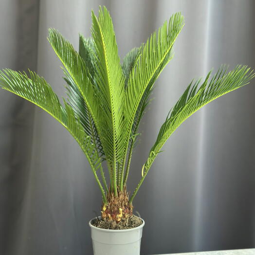 Цикас (Cycas revoluta)