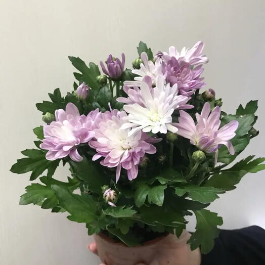 Хризантема кустовая в горшке