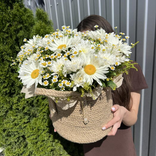 Матрикари и крупная ромашка 💐