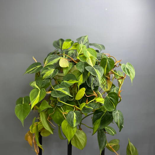Филодендрон в классическом белом горшке