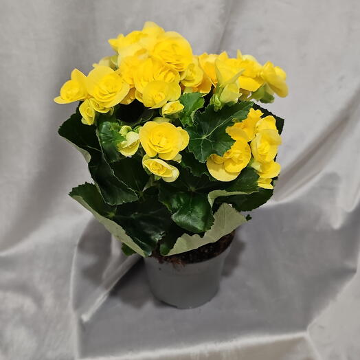 Begonia Elatior en stock