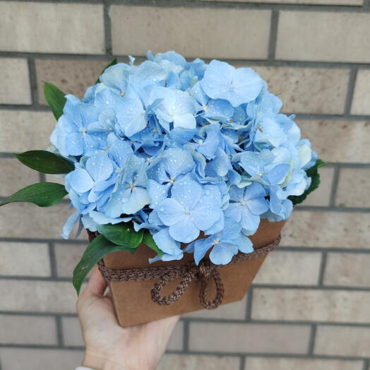 Гортензия в коробочке💙
